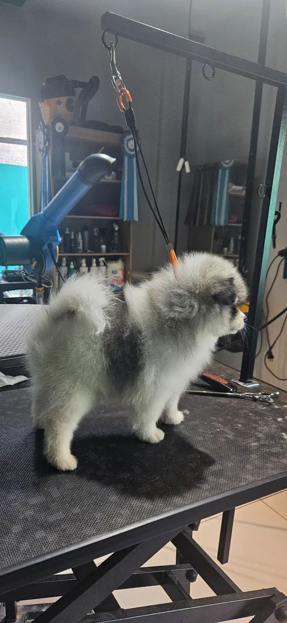 Spitz Alemão disponível  