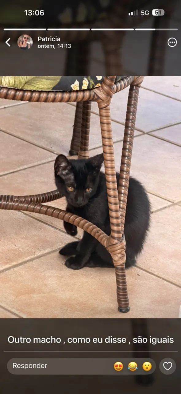 Doa-se gatinhos 