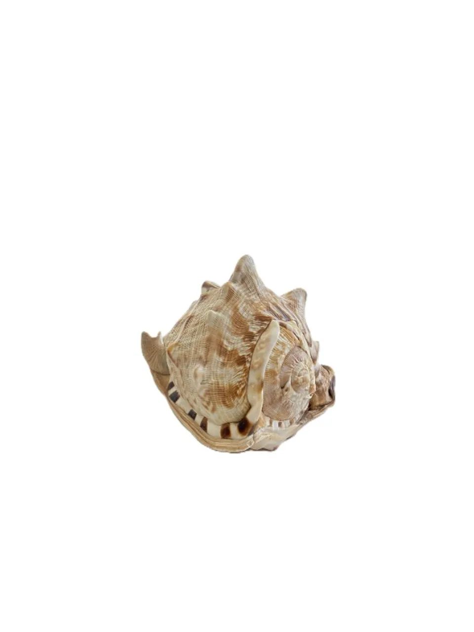 Concha cypraecassis rufa - Foto 2