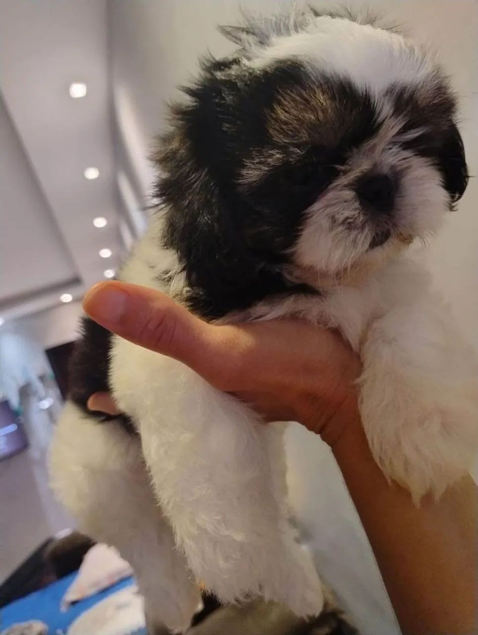 Filhote shih tzu, Seu novo companheiro te espera com o rabinho abanando!