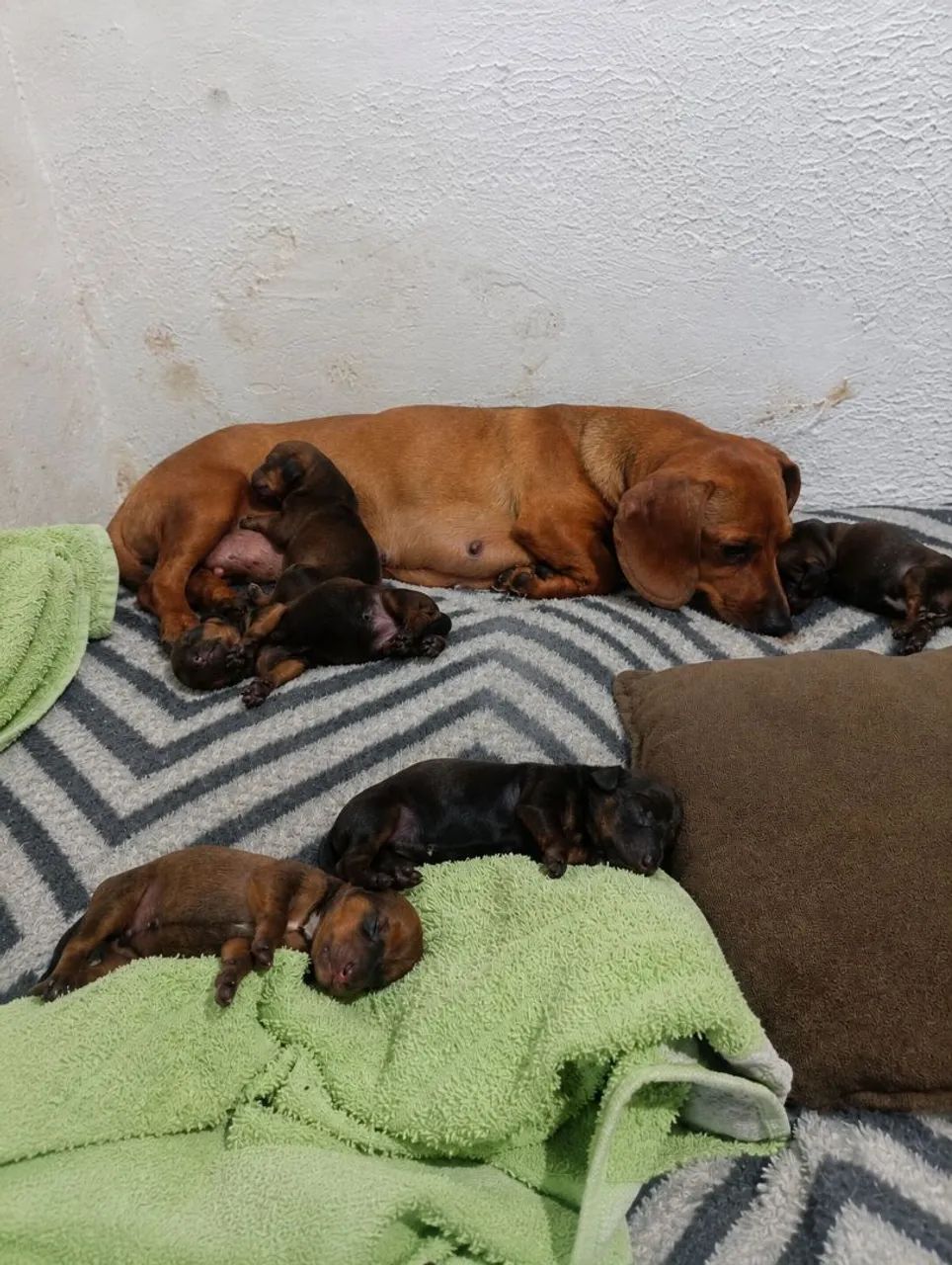 Dachshund  - Foto 3