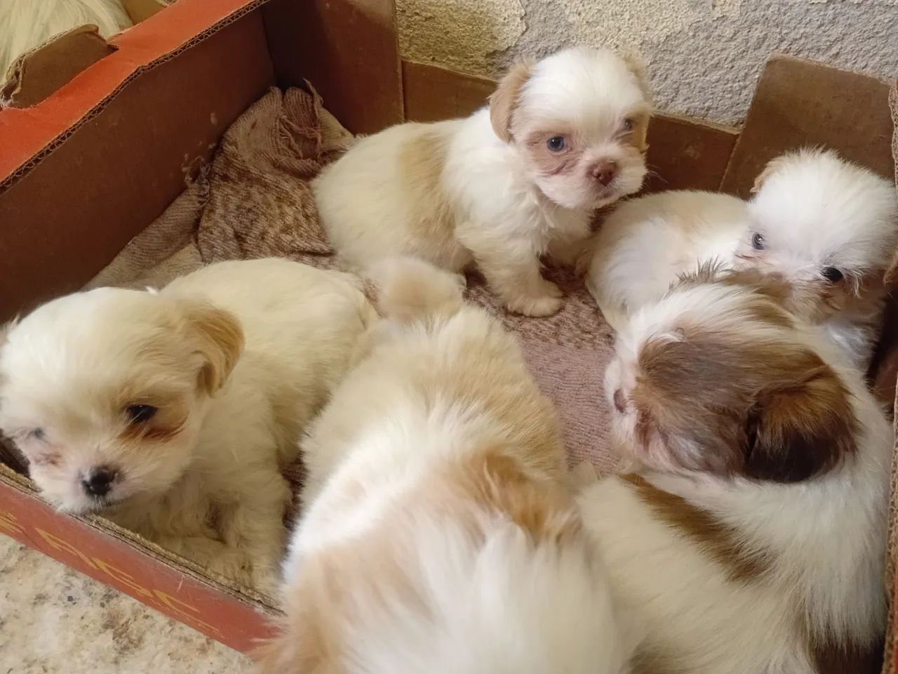 Filhotes de shitzu  - Foto 4