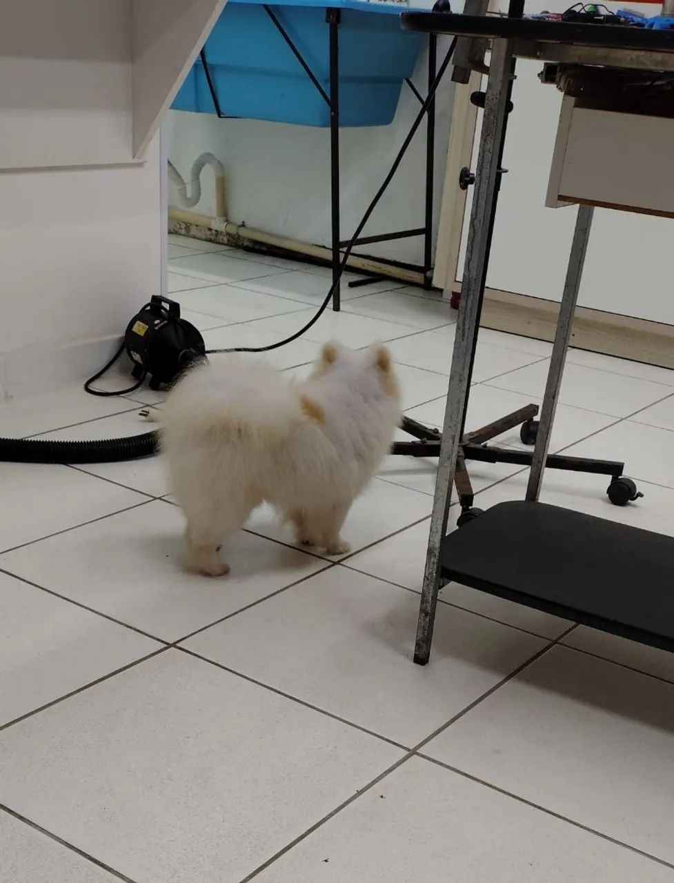 Lulu da pomeranea  - Foto 2