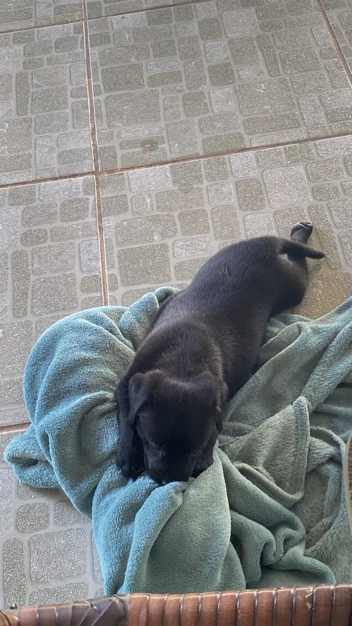cachorro doação  - Foto 3