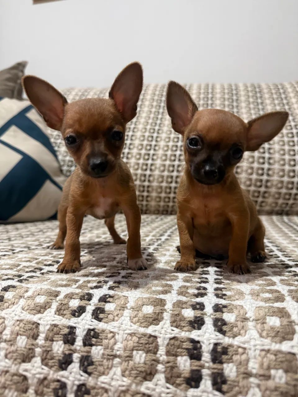 Pinscher zero fêmea e macho  - Foto 4