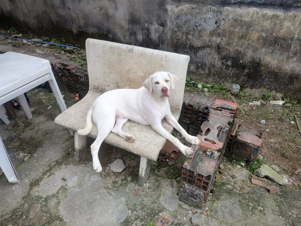 Cachorro - Foto 2