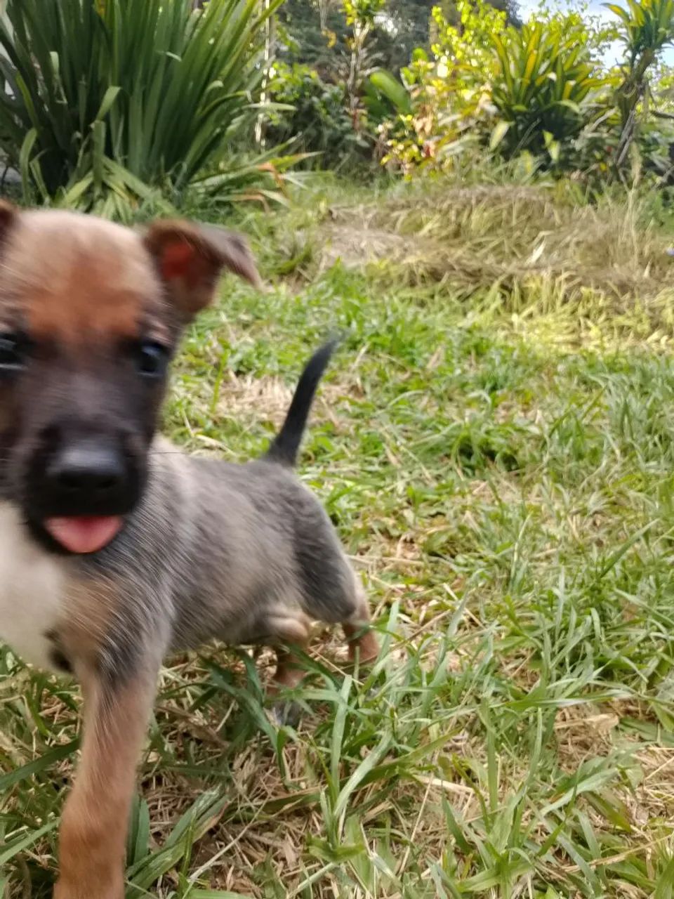 Pastor belga - Foto 4