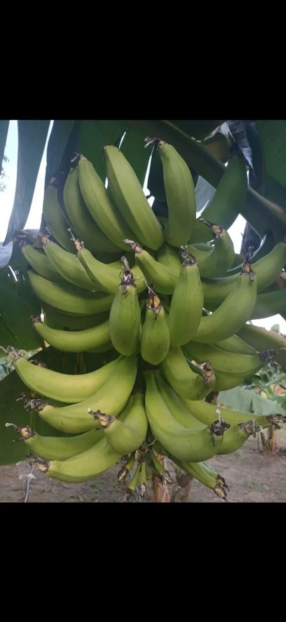 Mudas de bananas BRS TERRA ANÃ PACOVAN - Foto 5