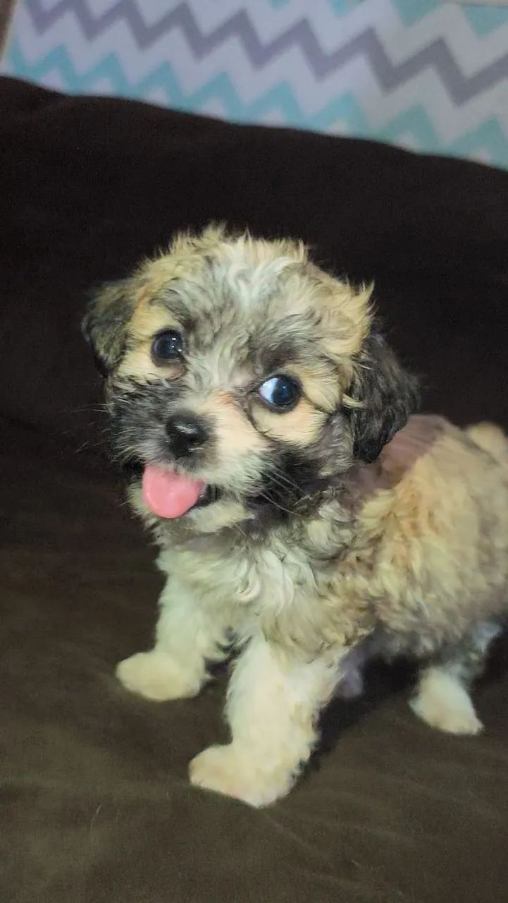 Cachorro. - Foto 4