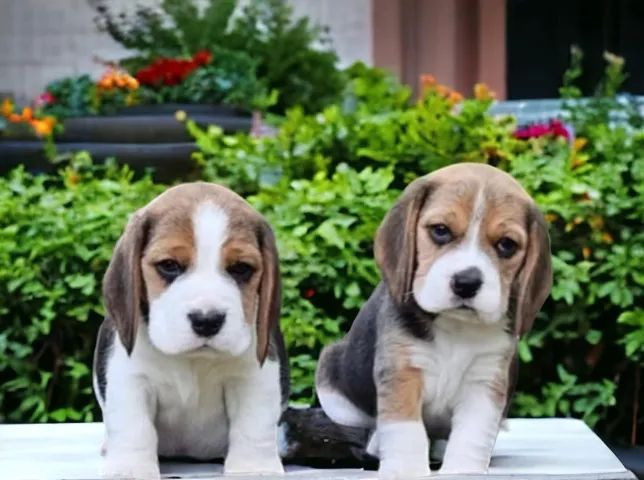 Beagle Mini Filhotes Fofinhos e Apaixonantes. 