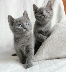 Russian Blue Lindos Filhotes 