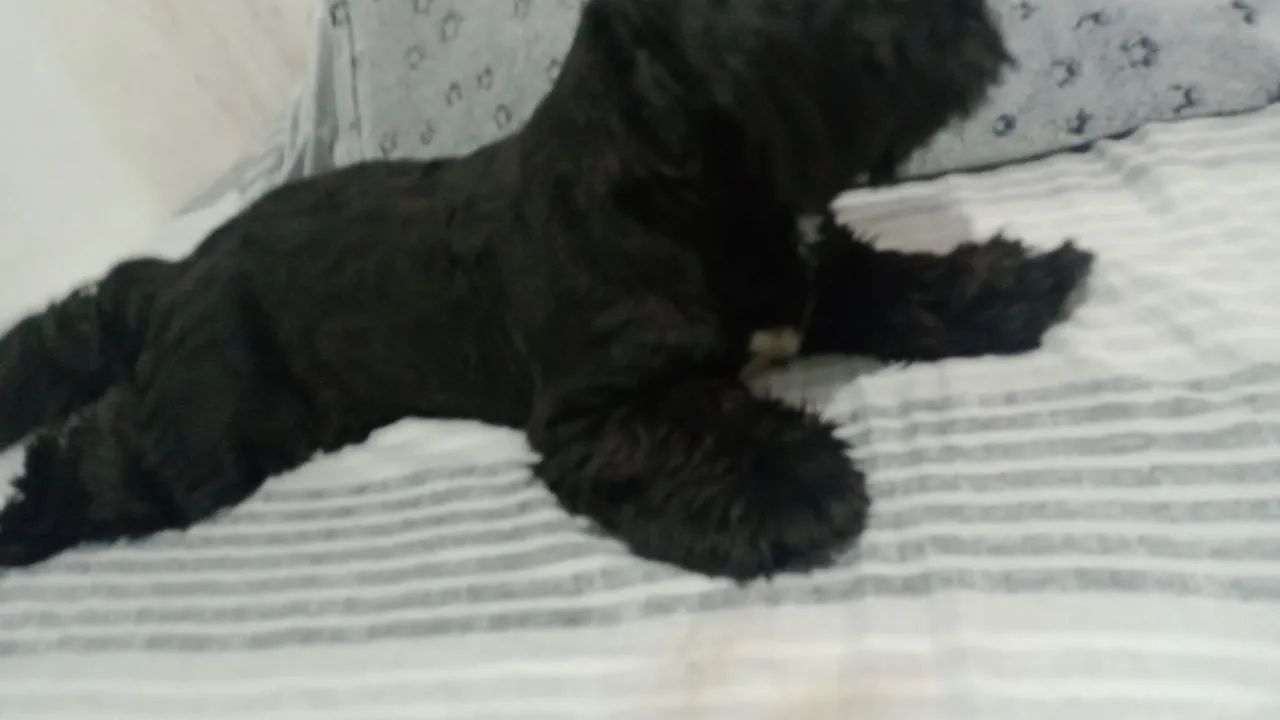 Cachorro - Foto 4