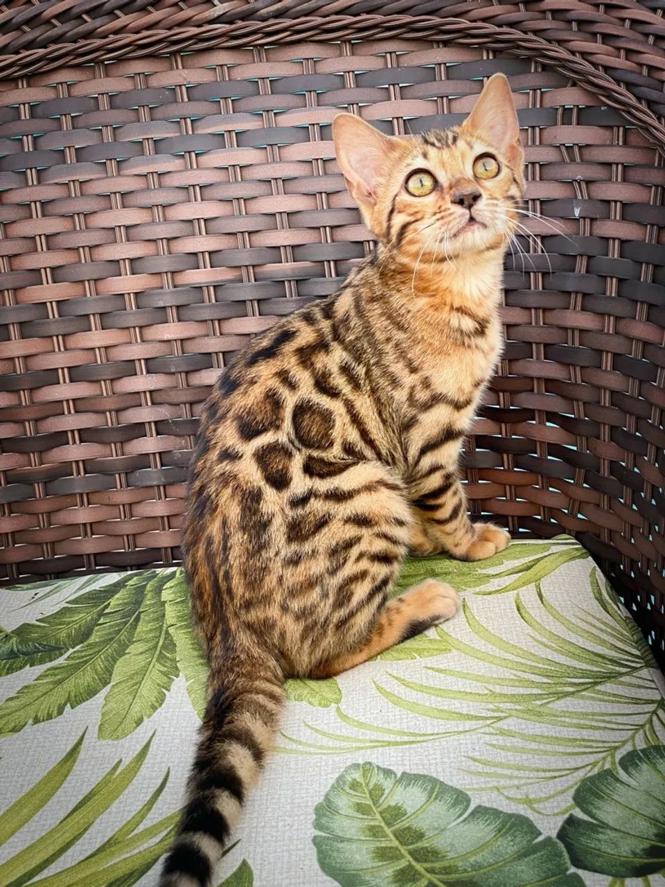 Bengal  - Foto 3