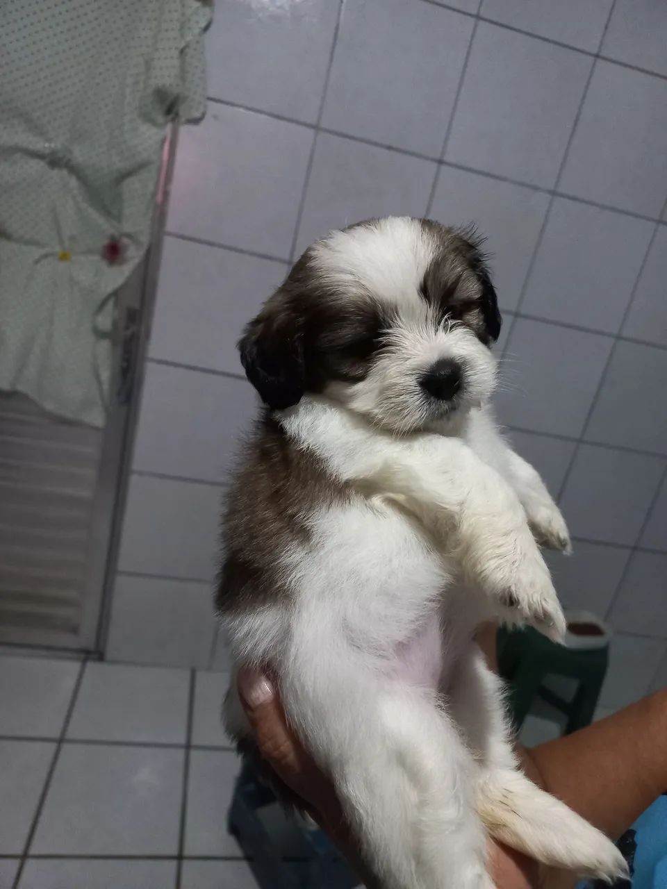 filhotes de shihtzu