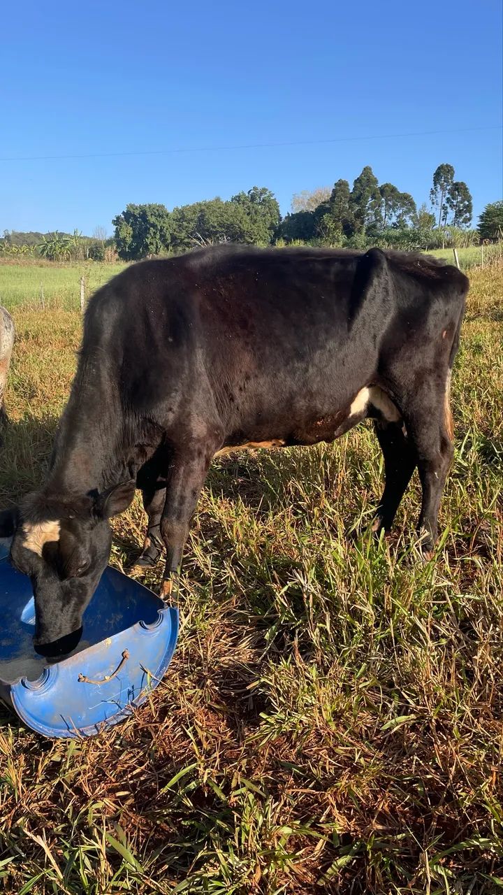 Vaca 