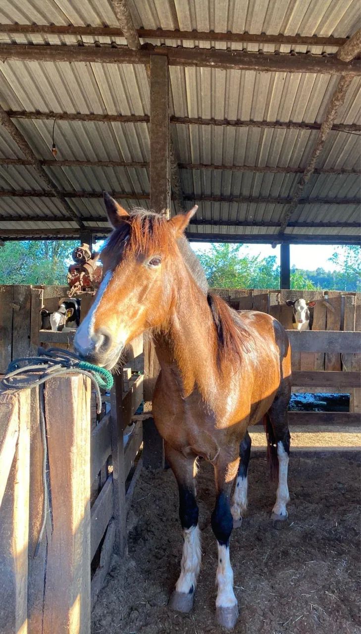 Cavalo  - Foto 2
