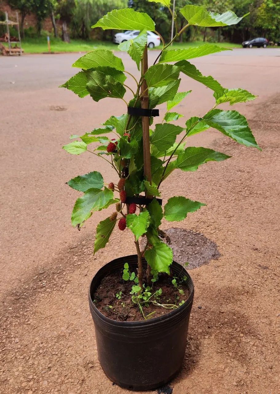 Mudas frutíferas em Ribeirão Preto  - Foto 2