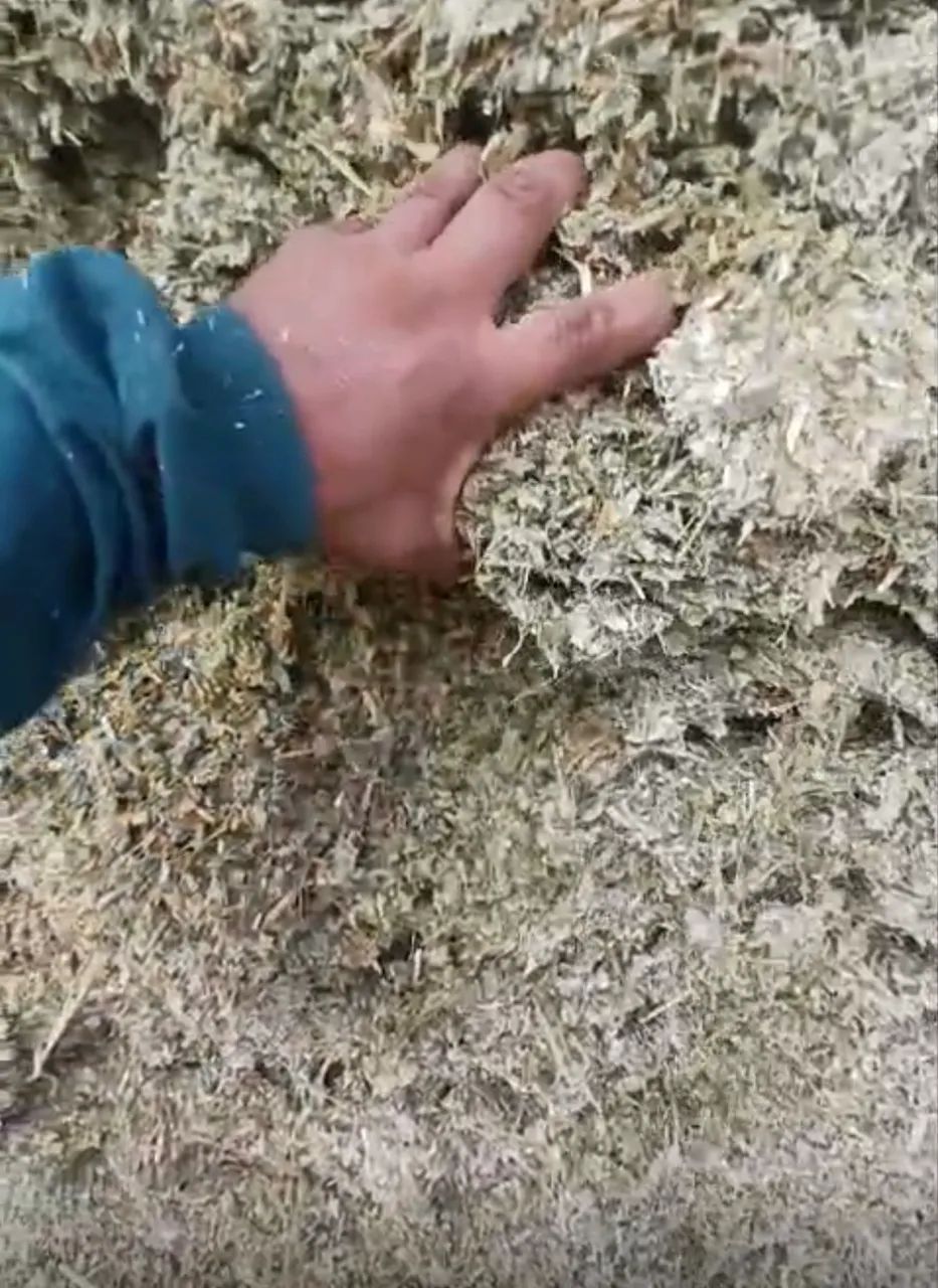 Silagem Grao Total Granel - Foto 4