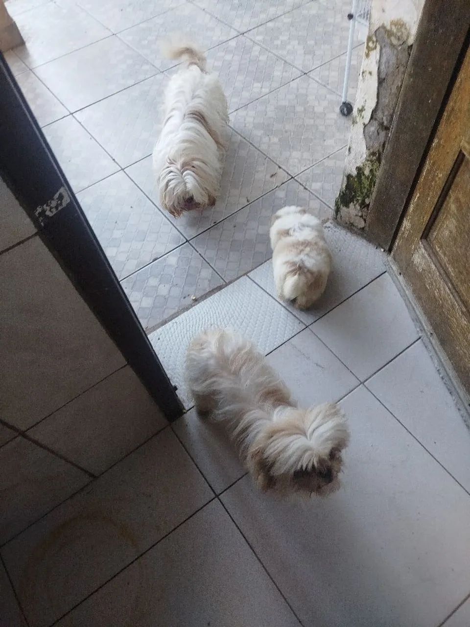 Filhote Shitzu  - Foto 5