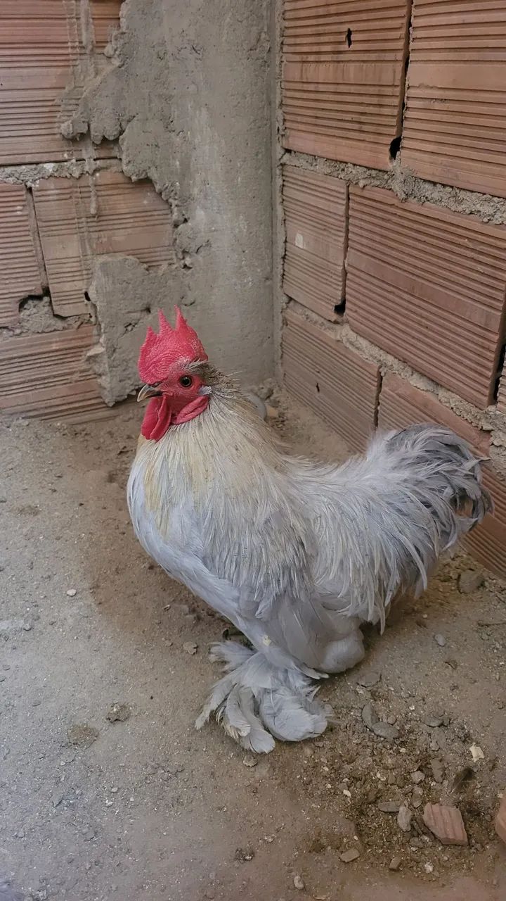 Galo é Galinha Mini Cochin - Foto 2
