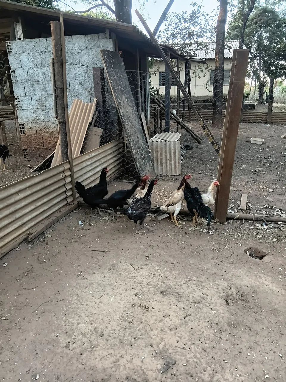 Galinhas Caipira  - Foto 4