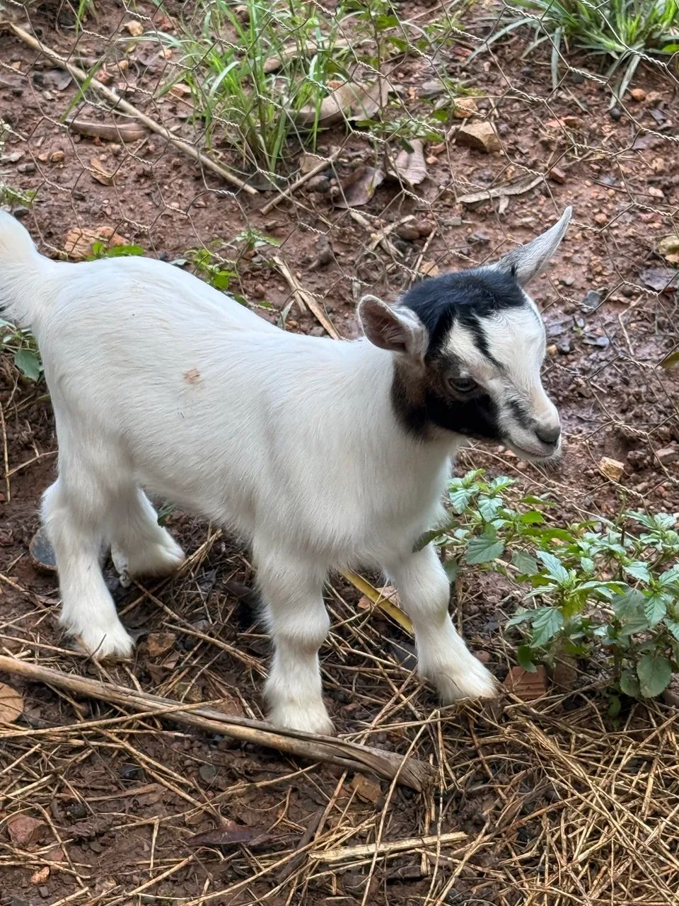 Mini cabras (mini bode, mini animais)  - Foto 3