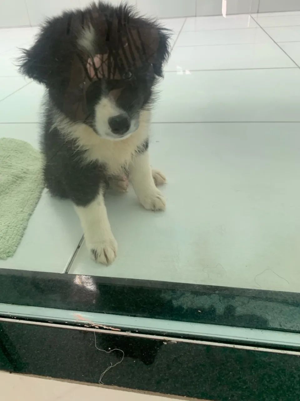 Border collie - Foto 2