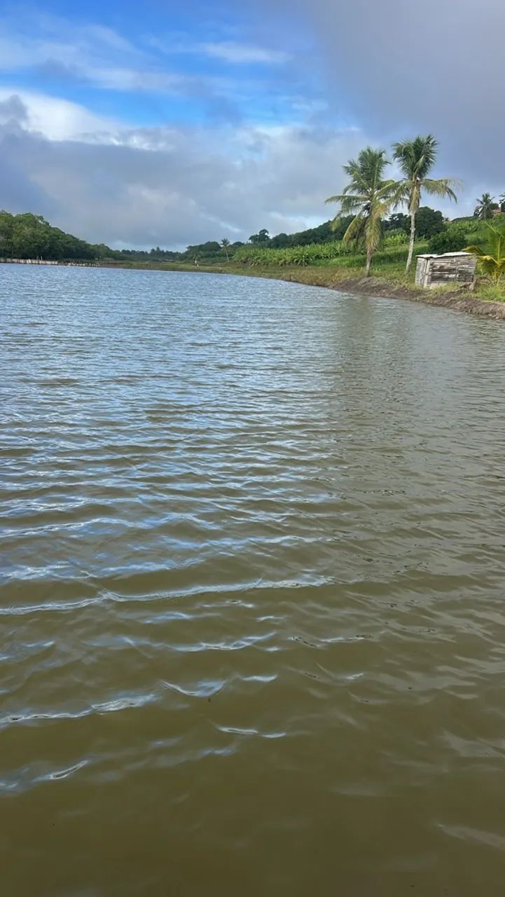 Viveiro de camarão  - Foto 4