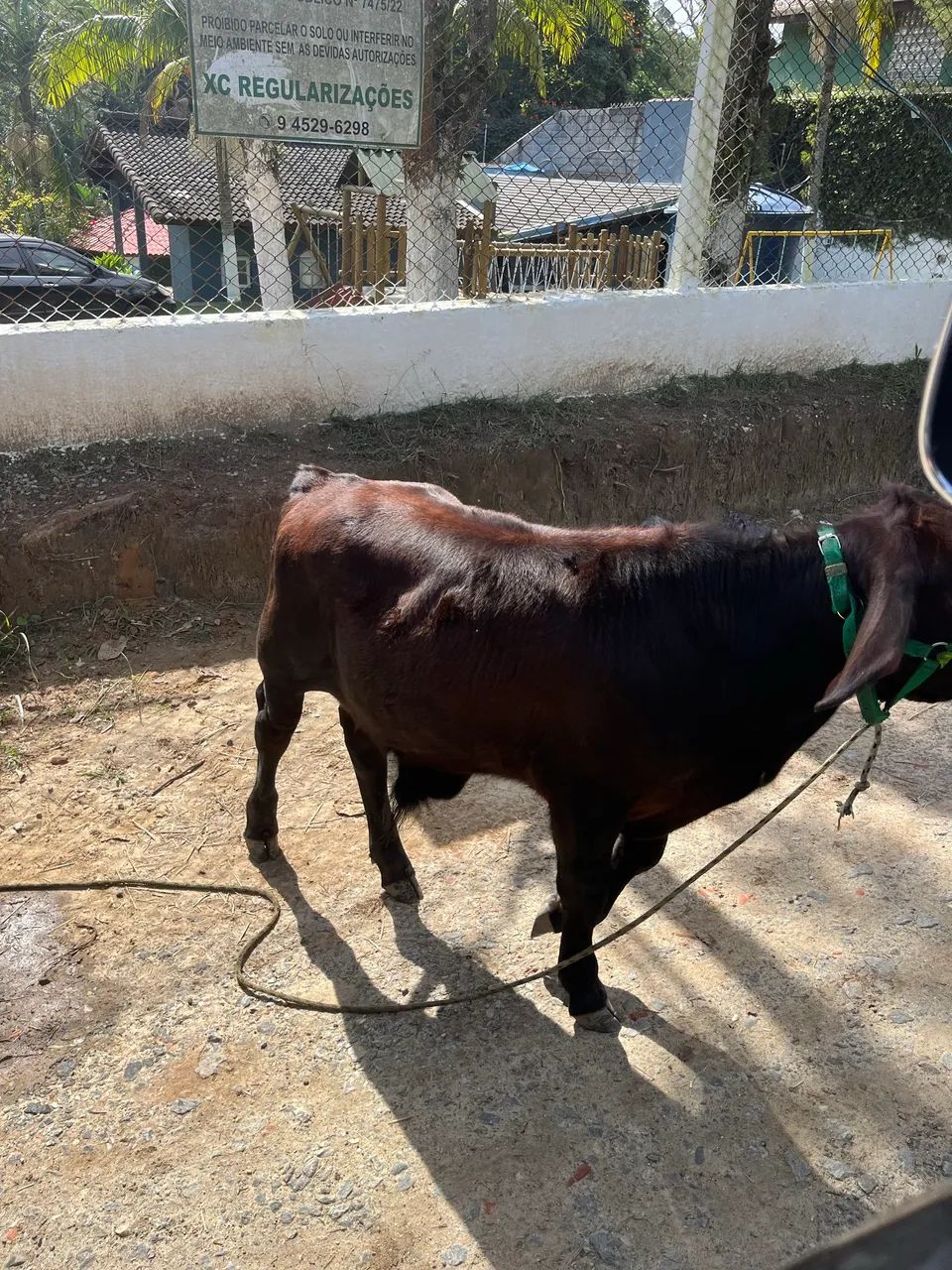 Vaca e Bezerro - Foto 2