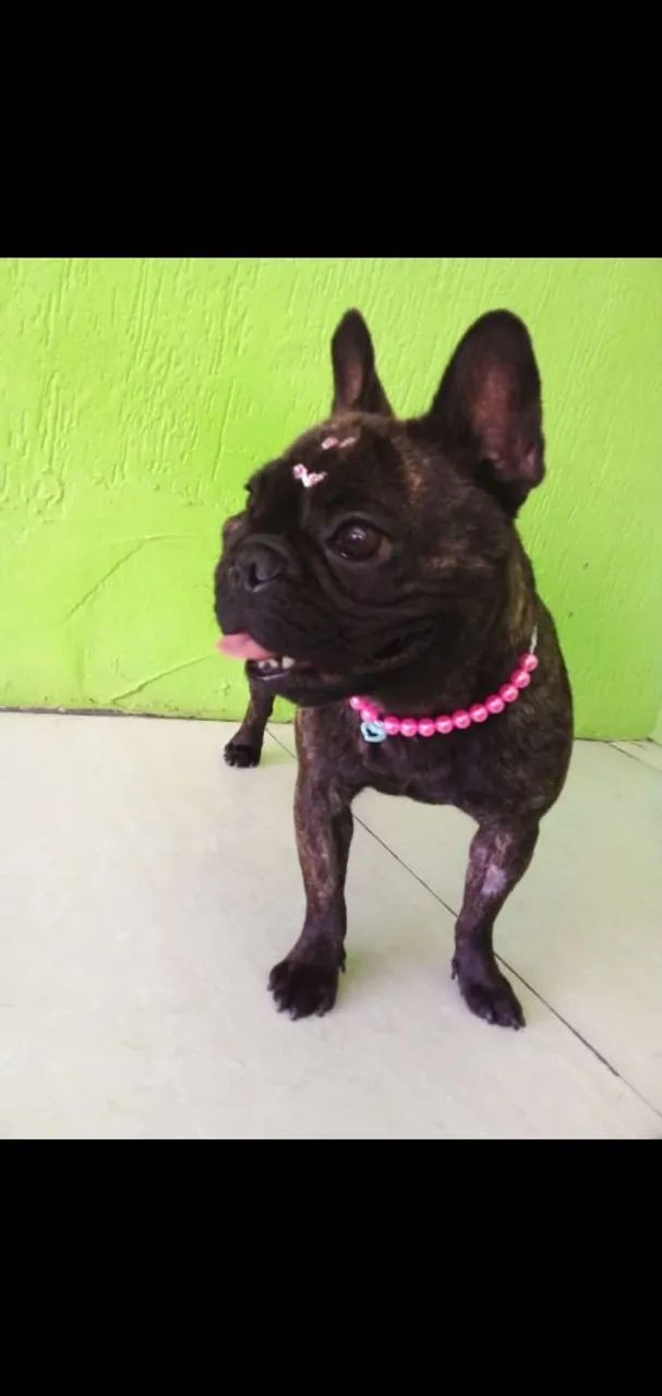 Buldogue francês  - Foto 5