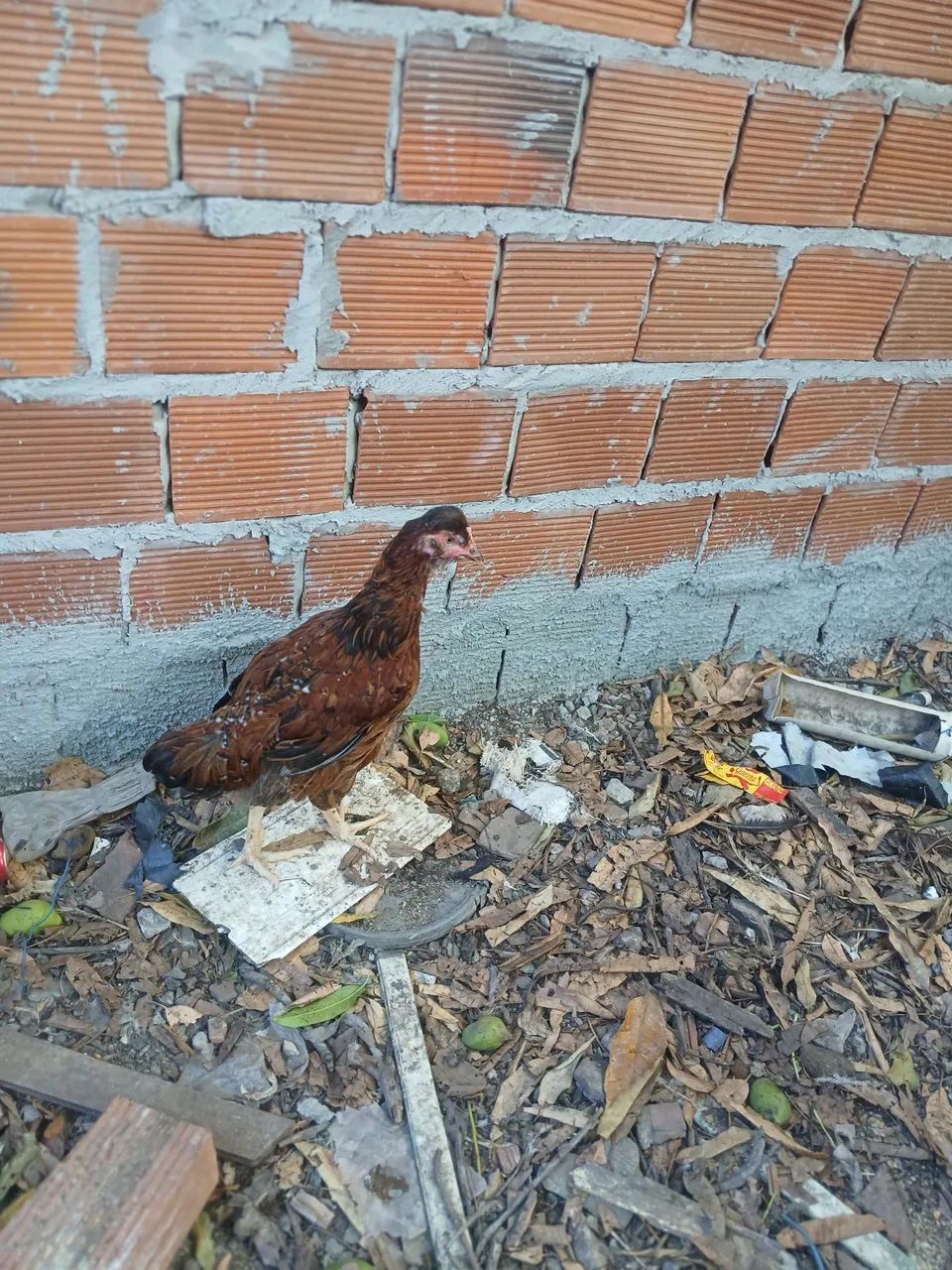 Vendo galinha GSB balão  - Foto 2