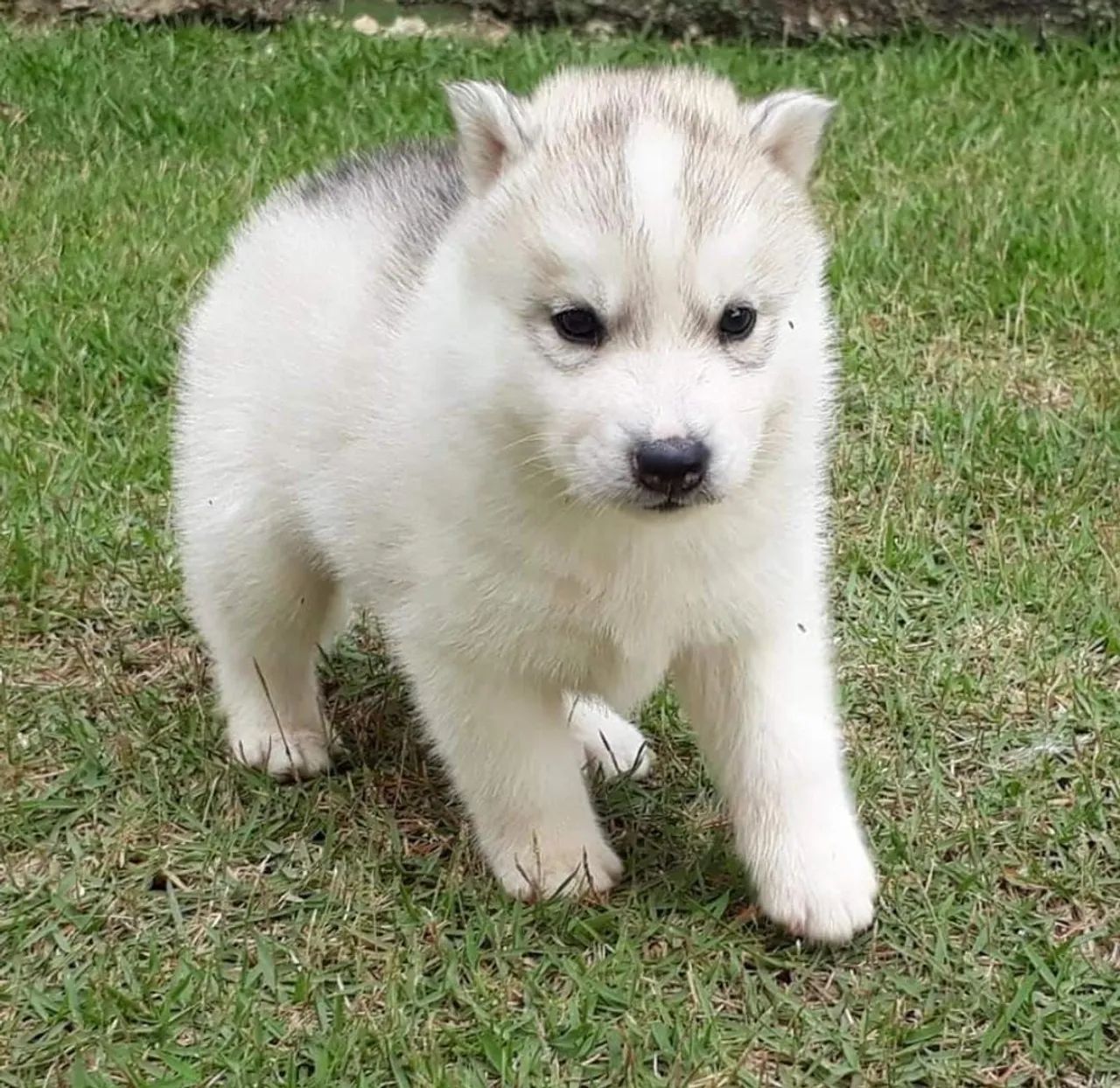 Husky Siberiano  - Foto 3