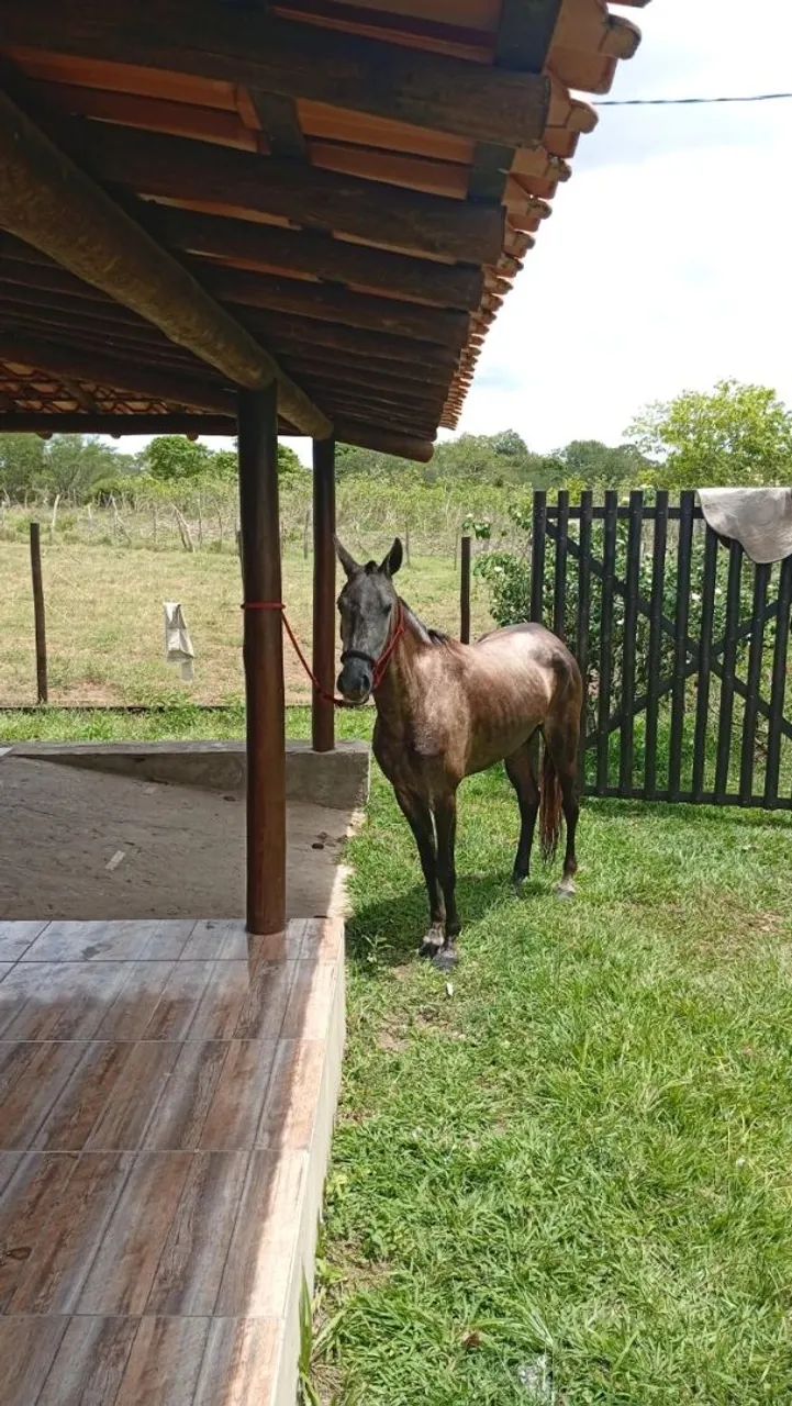 ÉGUA MANGALARGA  - Foto 3