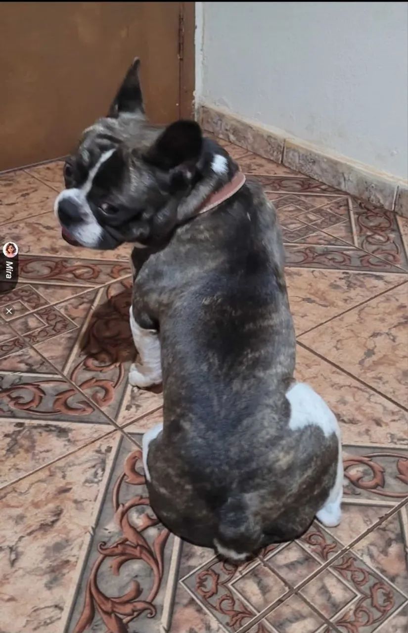 Animais de estimação  - Foto 2