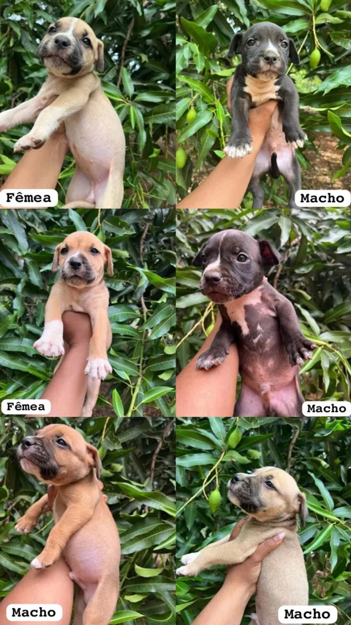 PIT BULL 