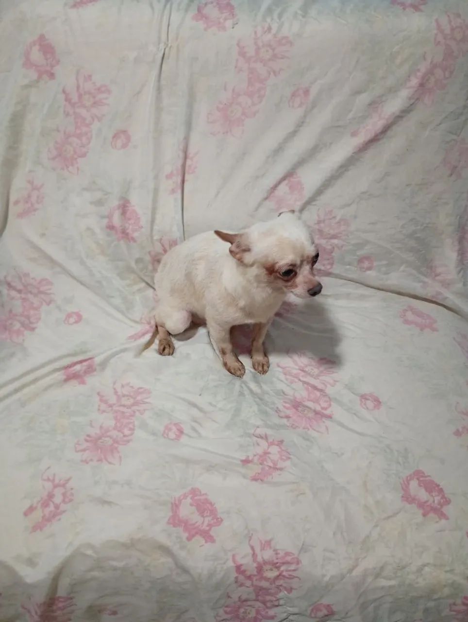 Chilhalha macho com 1 ano e meio rasa pura  - Foto 3