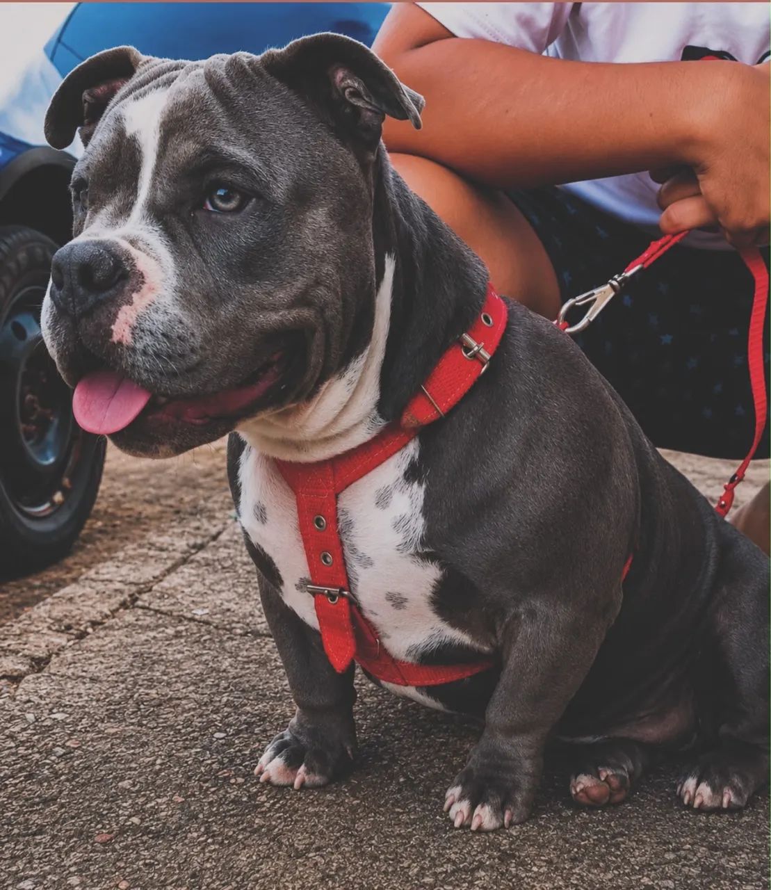 American Bully com Pedrigree  - Foto 2