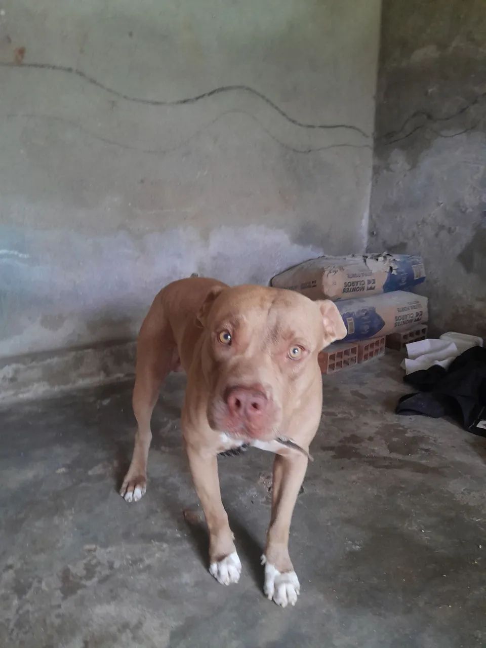 Pitbull 350 reias - Foto 2