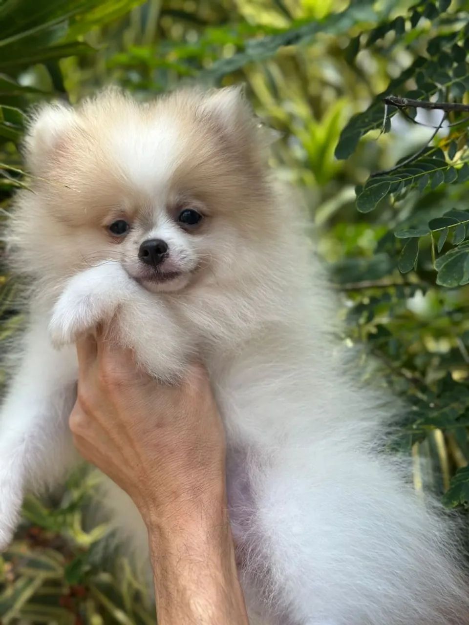 Spitz a partir de 2.500,00 - Foto 5
