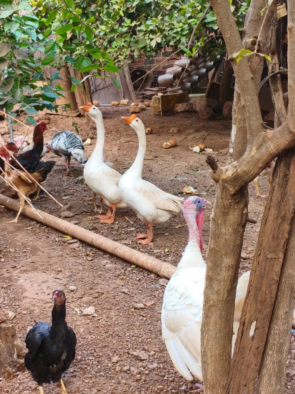 Ganso branco - Foto 2
