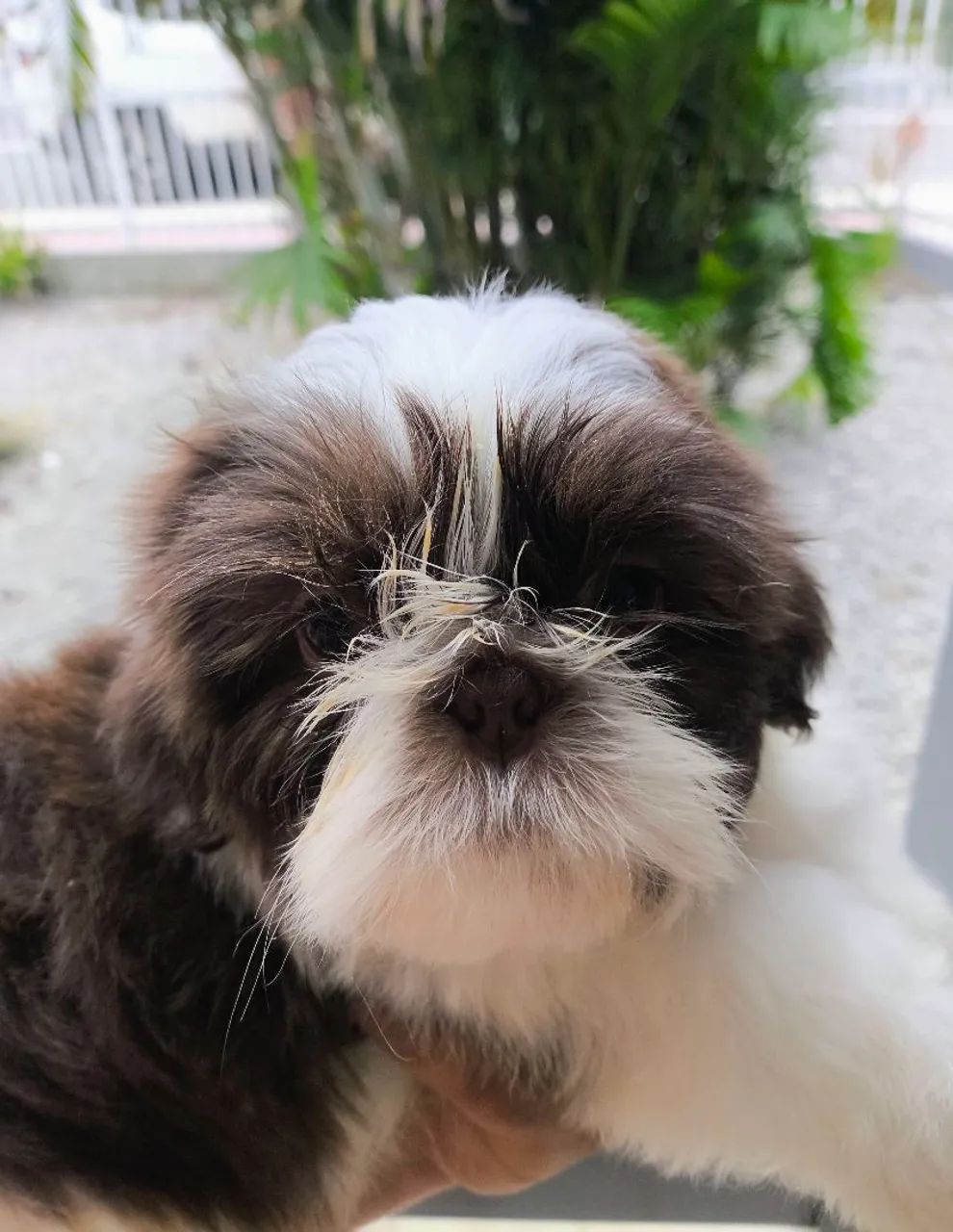 Filhote macho Shih Tzu chocolate  - Foto 3