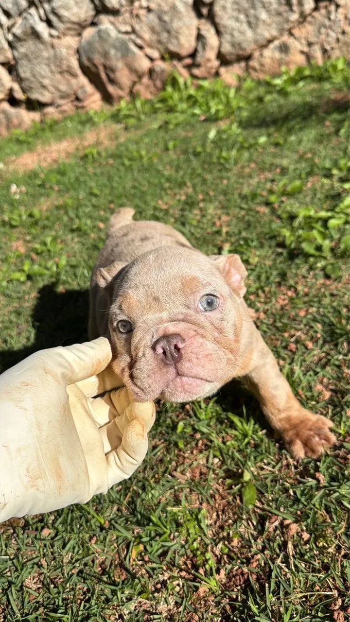Bulldog inglês  - Foto 4