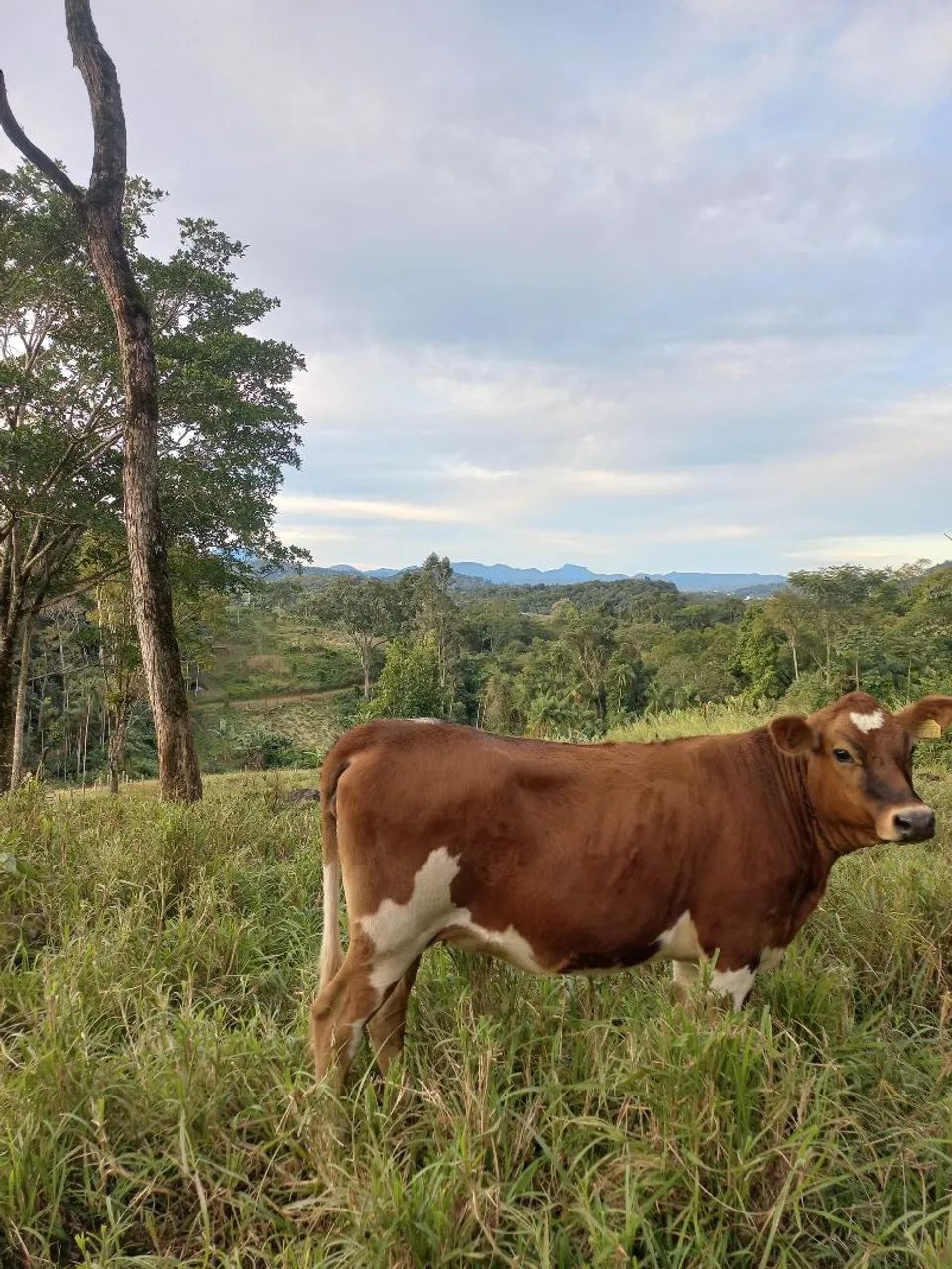 Novilha - Foto 2