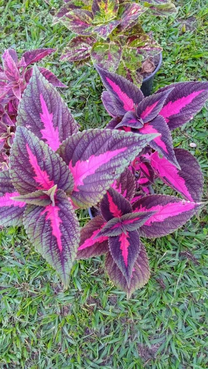 Estacas coleus  - Foto 2