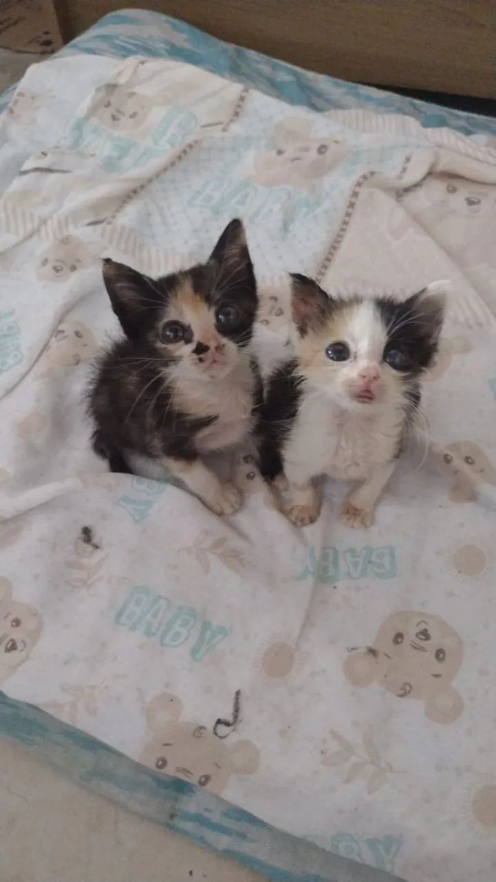 Lindos bbs - Foto 4