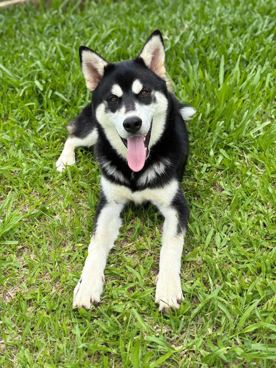 Husky Siberiano - Foto 2