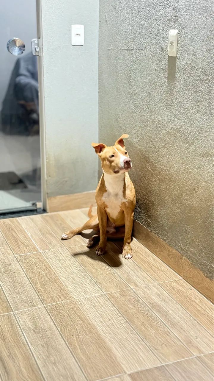 PitBull Adoção Resposavel