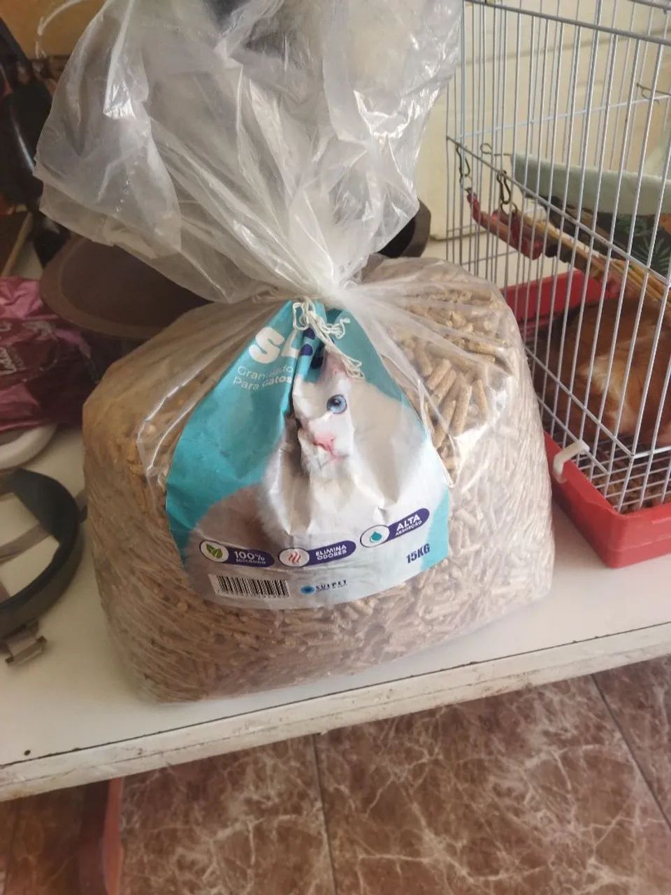 Vende-se porquinhos da índia  - Foto 5