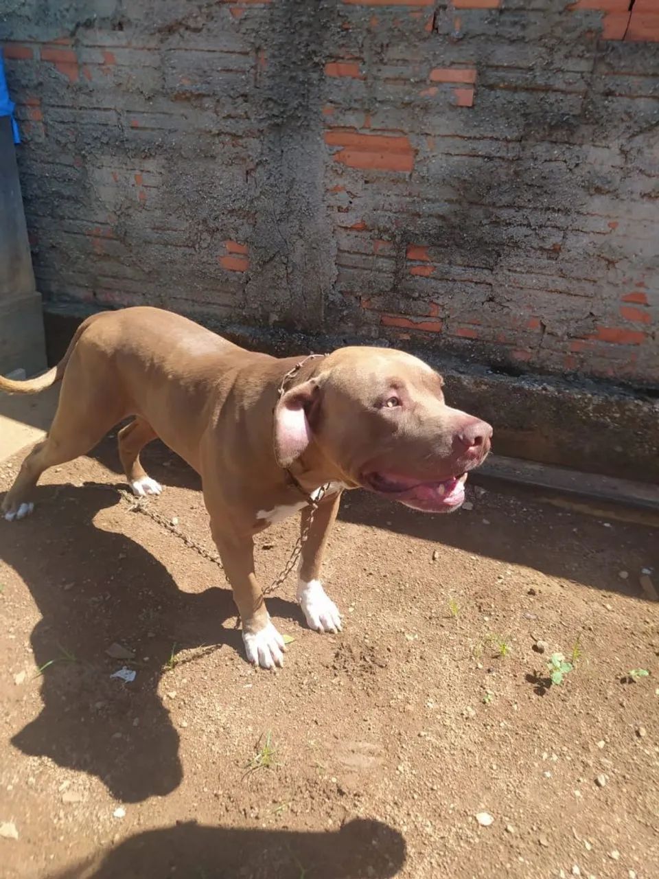 Doação cachorro - Foto 2