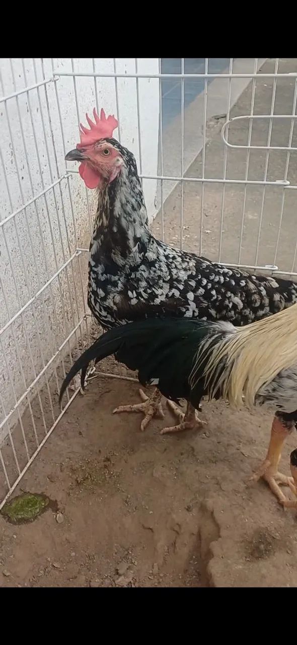 Galinha GSB - Foto 2